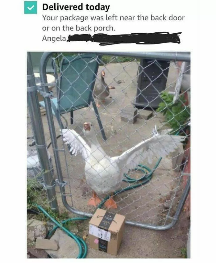 Feathered humor chirp worthy chuckles in the best bird memes - #11 