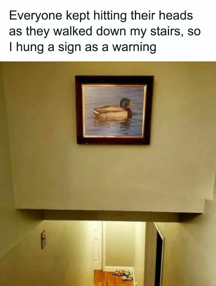Feathered humor chirp worthy chuckles in the best bird memes - #12 