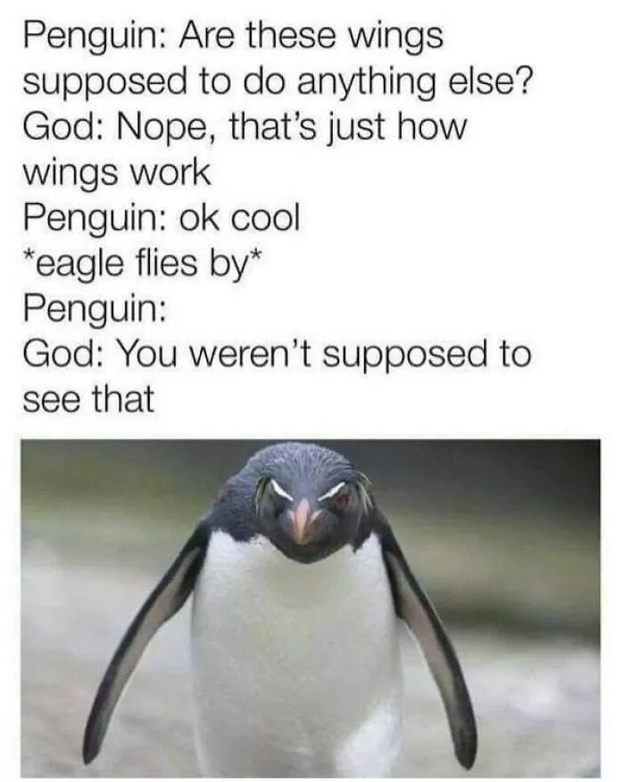 Feathered humor chirp worthy chuckles in the best bird memes - #13 