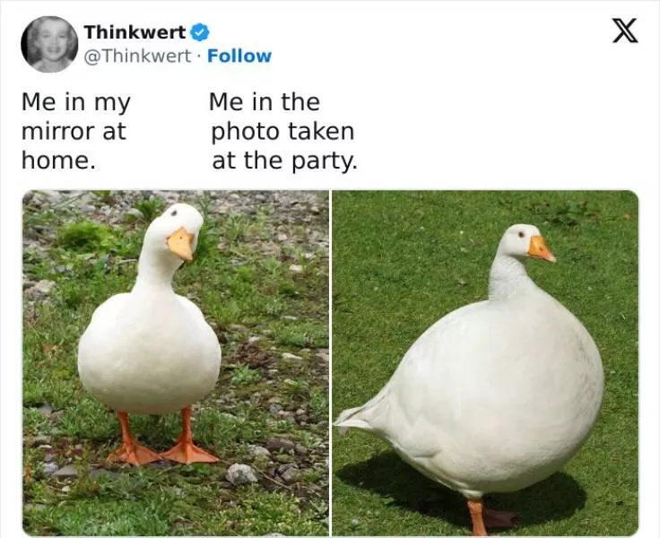 Feathered humor chirp worthy chuckles in the best bird memes - #16 
