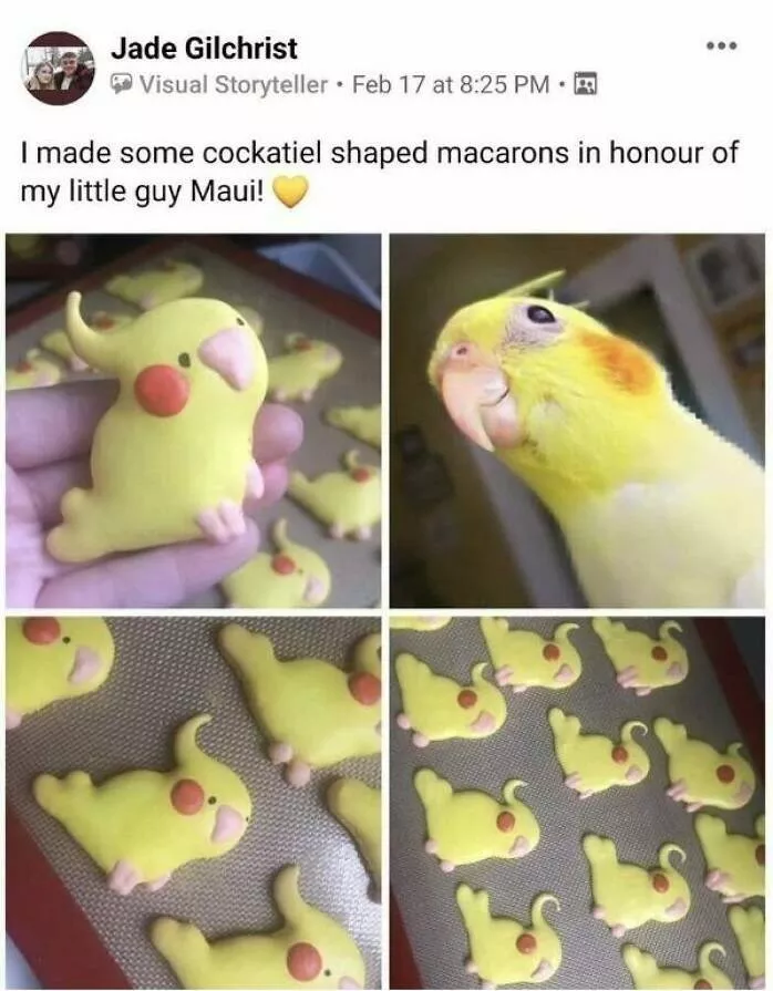 Feathered humor chirp worthy chuckles in the best bird memes - #17 