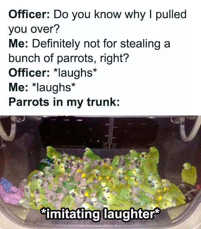 Feathered humor chirp worthy chuckles in the best bird memes - #2 