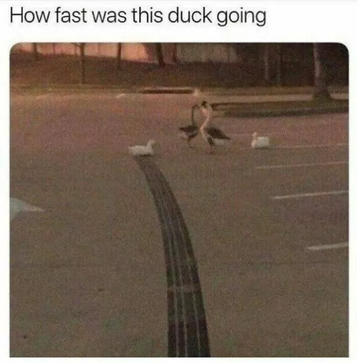Feathered humor chirp worthy chuckles in the best bird memes - #21 
