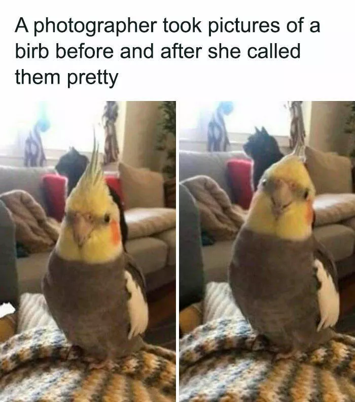 Feathered humor chirp worthy chuckles in the best bird memes - #22 