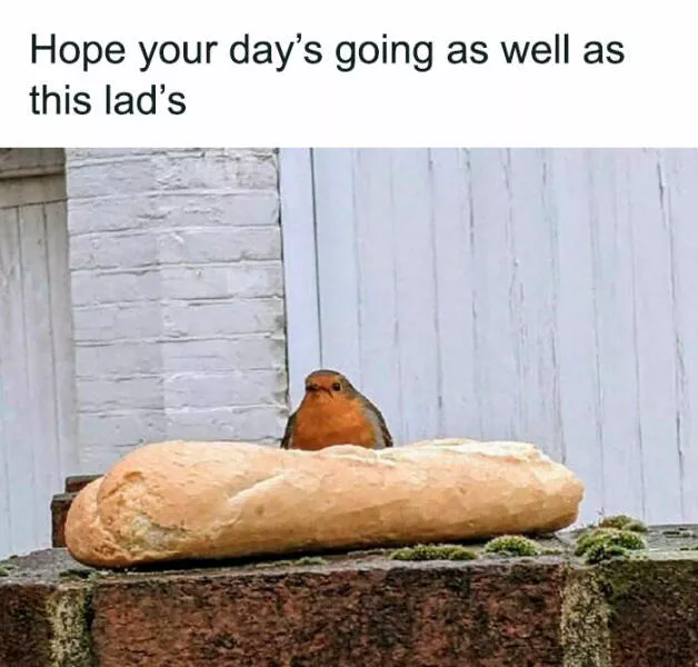 Feathered humor chirp worthy chuckles in the best bird memes - #23 