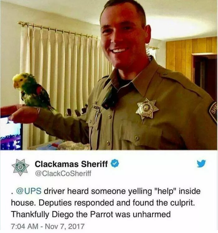 Feathered humor chirp worthy chuckles in the best bird memes - #25 