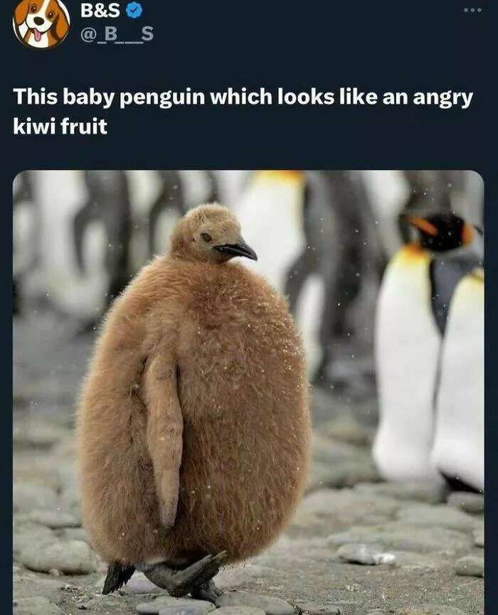Feathered humor chirp worthy chuckles in the best bird memes - #27 