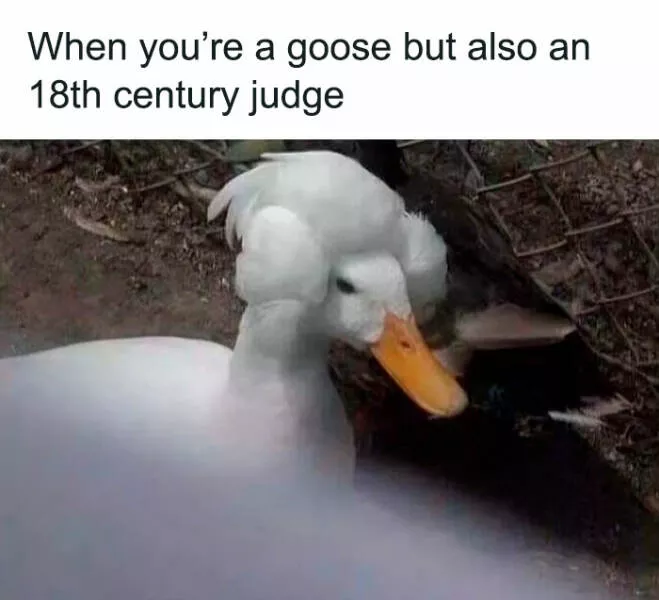 Humour empenne fous rires a la hauteur des meilleurs memes doiseaux - #28 