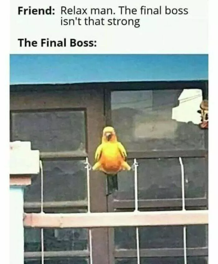Feathered humor chirp worthy chuckles in the best bird memes - #3 