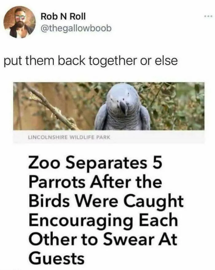 Feathered humor chirp worthy chuckles in the best bird memes - #30 
