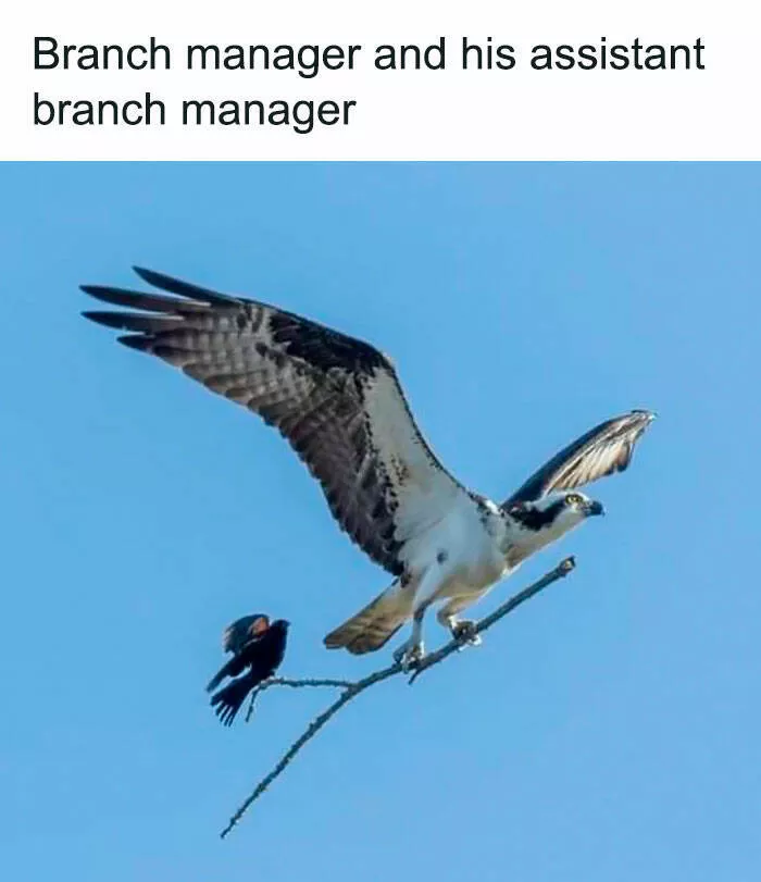 Feathered humor chirp worthy chuckles in the best bird memes - #33 