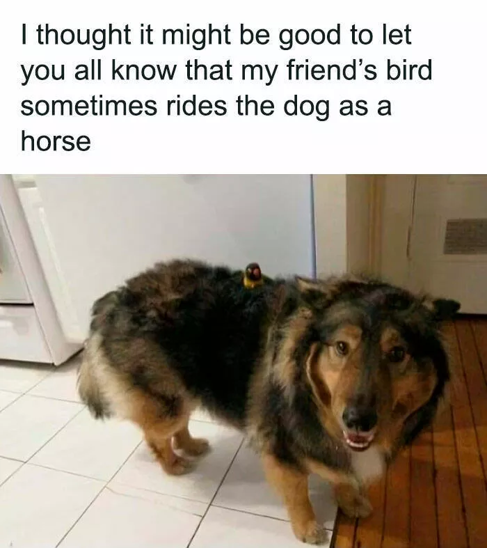 Feathered humor chirp worthy chuckles in the best bird memes - #35 