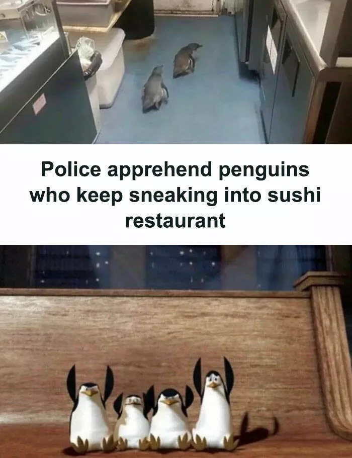Humour empenne fous rires a la hauteur des meilleurs memes doiseaux - #36 