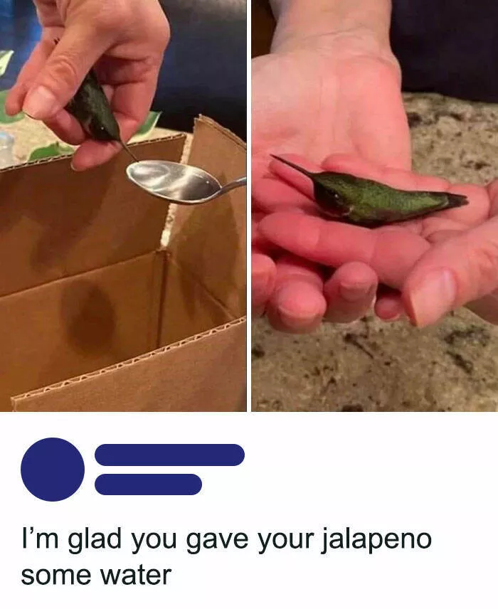 Humour empenne fous rires a la hauteur des meilleurs memes doiseaux - #37 