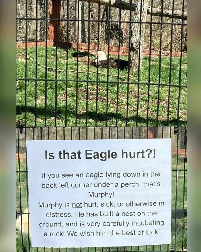Feathered humor chirp worthy chuckles in the best bird memes - #38 