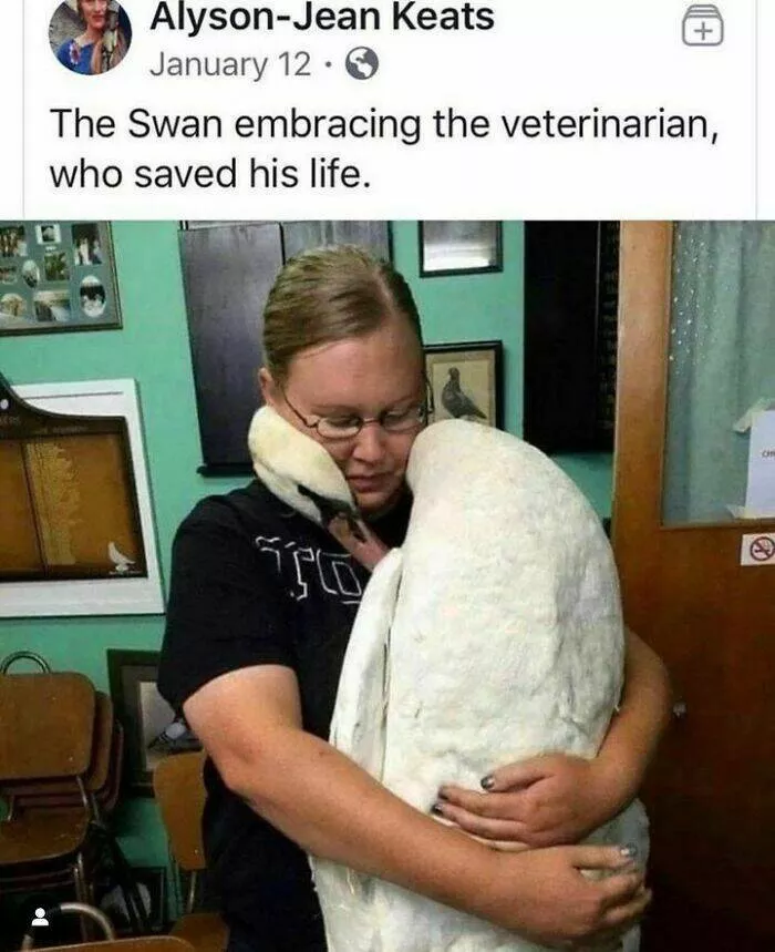 Feathered humor chirp worthy chuckles in the best bird memes - #39 