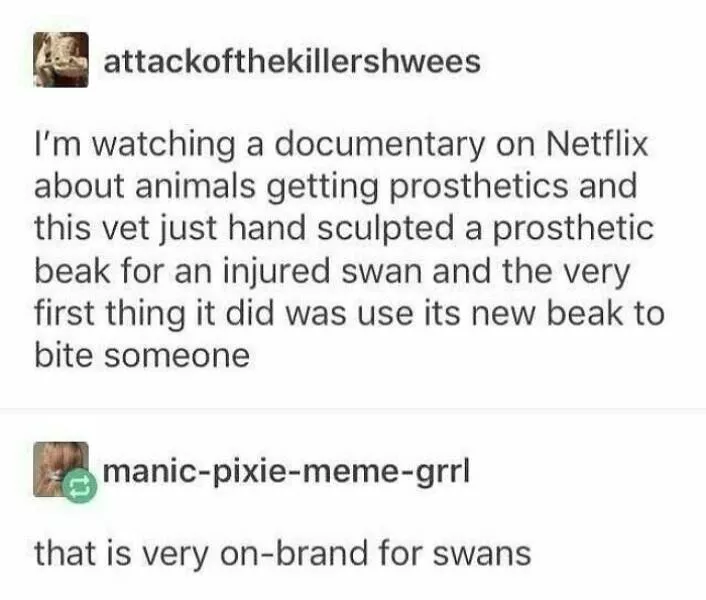 Feathered humor chirp worthy chuckles in the best bird memes - #40 
