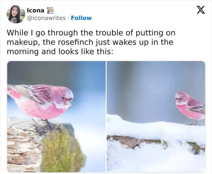 Humour empenne fous rires a la hauteur des meilleurs memes doiseaux - #41 