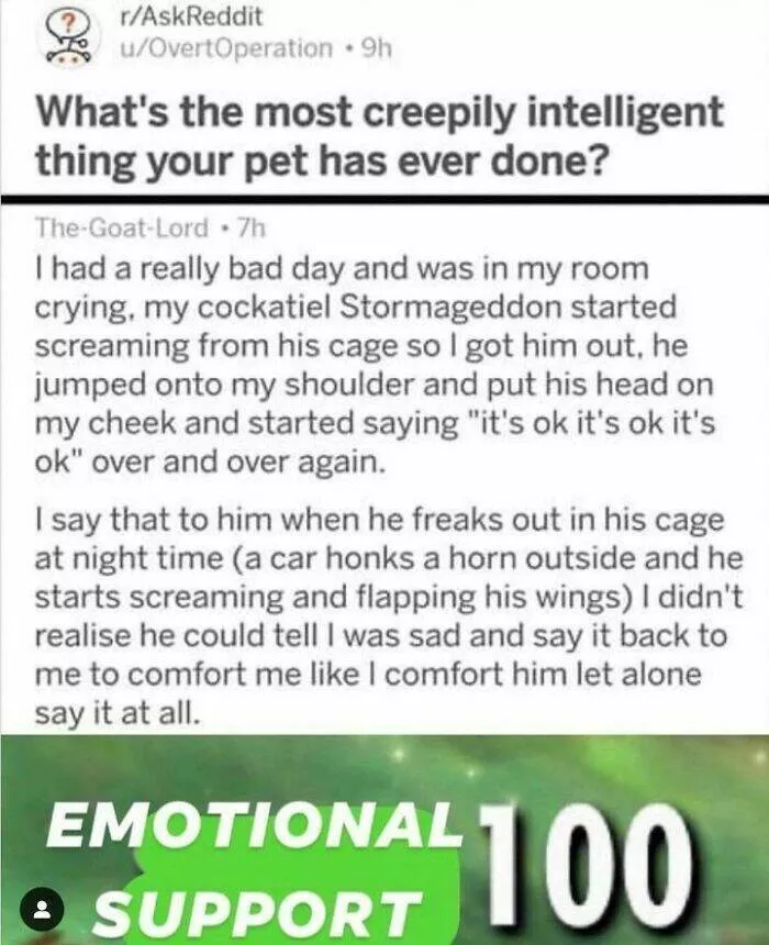 Feathered humor chirp worthy chuckles in the best bird memes - #43 