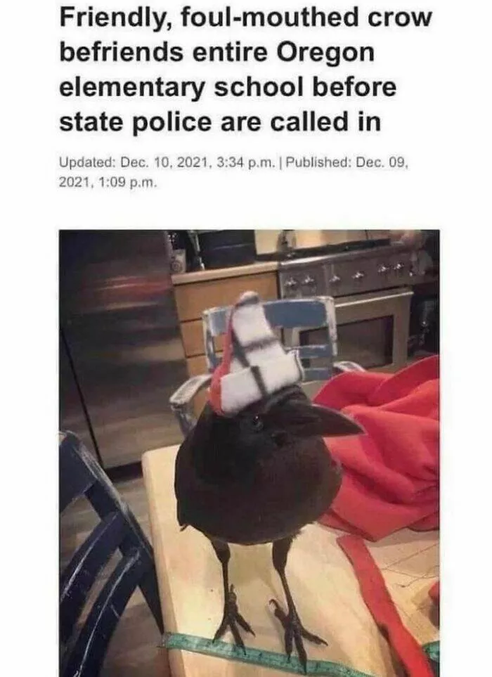 Feathered humor chirp worthy chuckles in the best bird memes - #7 