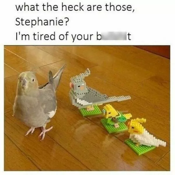 Humour empenne fous rires a la hauteur des meilleurs memes doiseaux - #8 Humour empenne fous rires a la hauteur des meilleurs memes doiseaux - #8