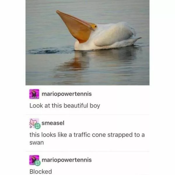 Feathered humor chirp worthy chuckles in the best bird memes - #9 
