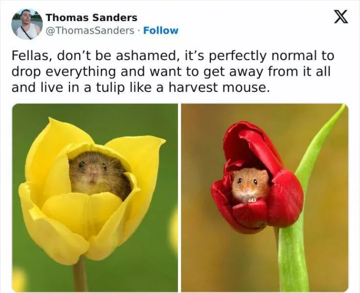 Joyful minds boosting mental health with hilarious laughter memes - #5 