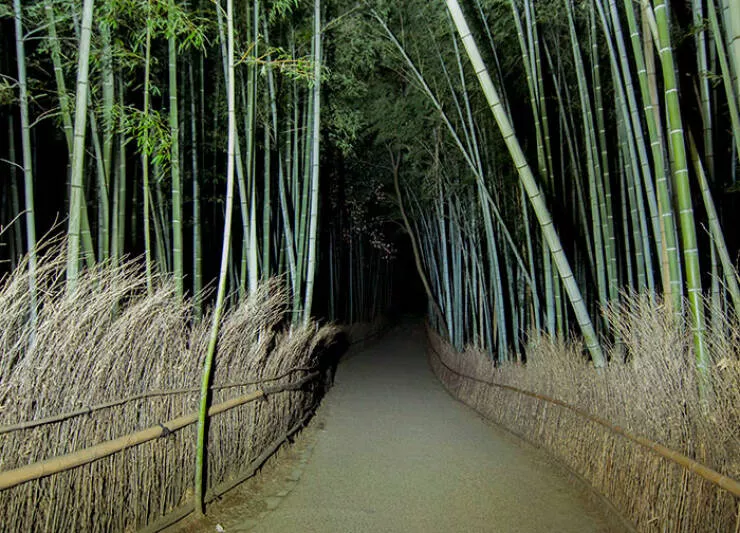 Le japon devoile exploration de lunicite dun pays fascinant - #43 Randonnée nocturne dans la forêt de bambous à Kyoto : une peur rapide et une retraite