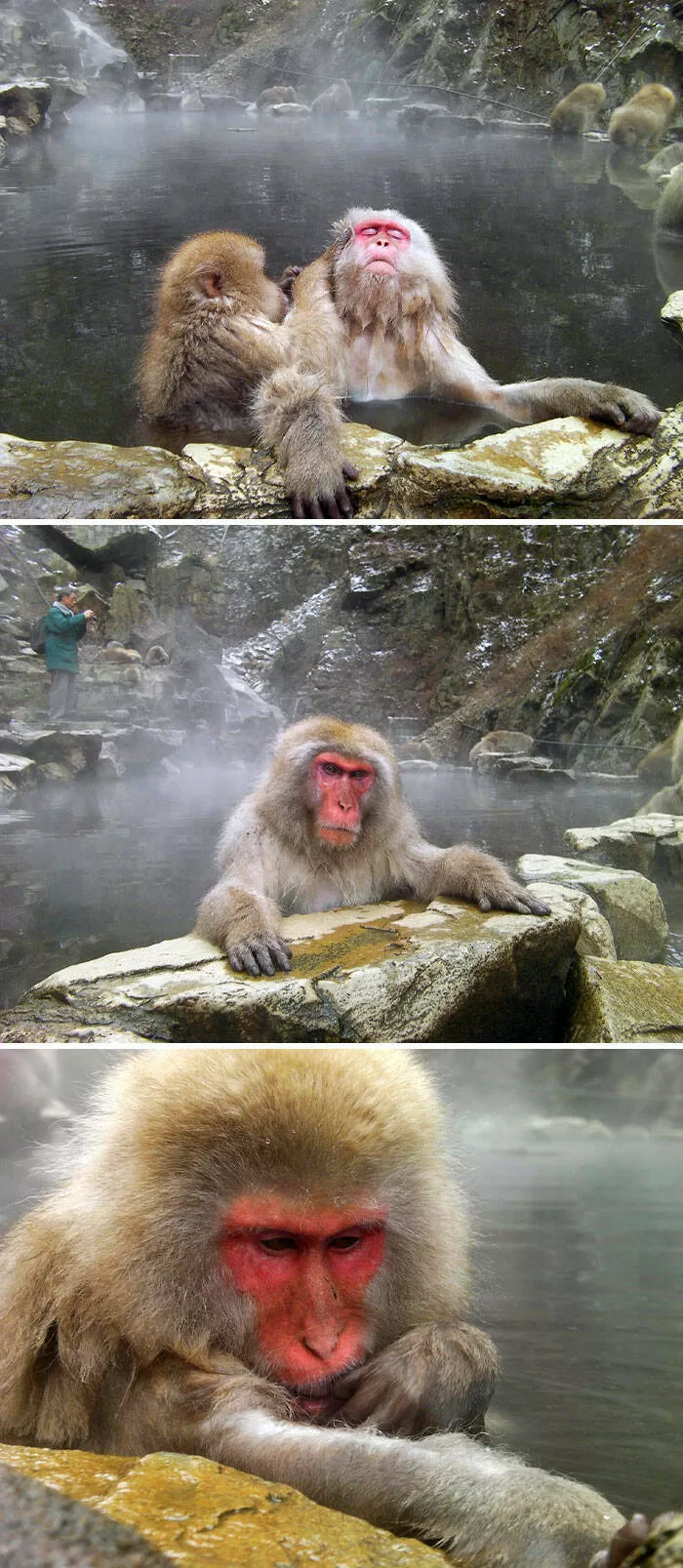 Japan unveiled exploring the uniqueness of a fascinating country - #47 Monkeys' Hot-Spring Delight: Enjoying a Bath at Jigokudani Park in Nagano