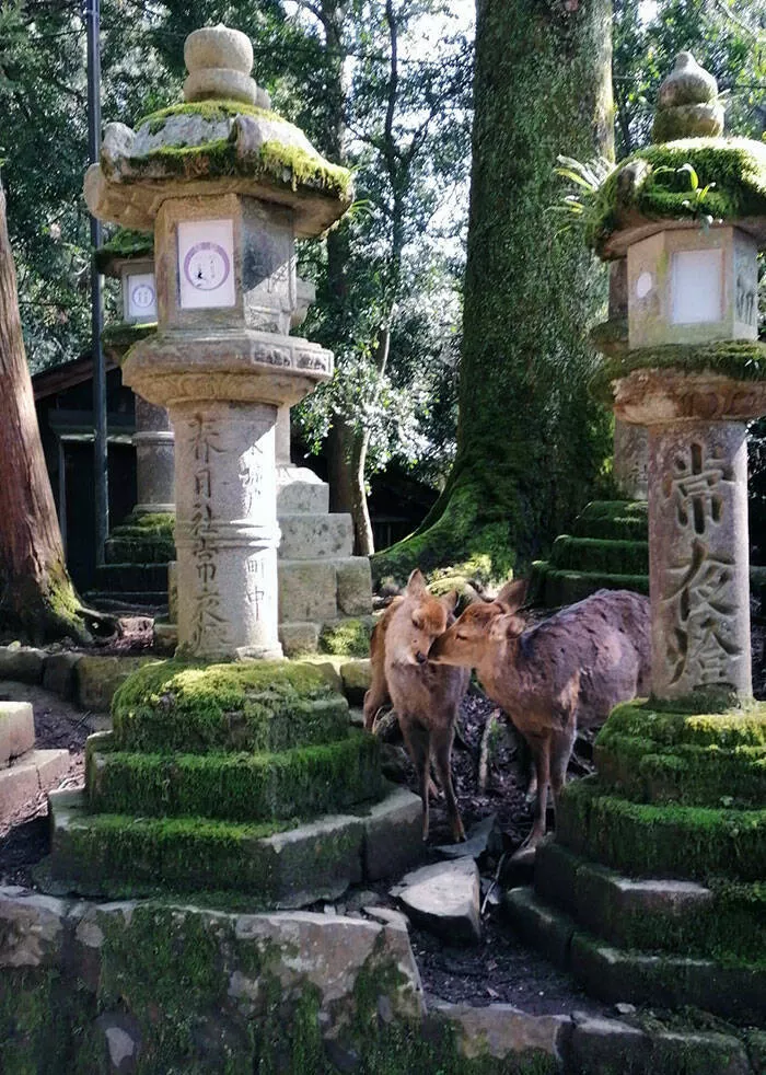 Japan unveiled exploring the uniqueness of a fascinating country - #48 Deer Romance in Nara, Japan: A Charming Encounter in Nature.