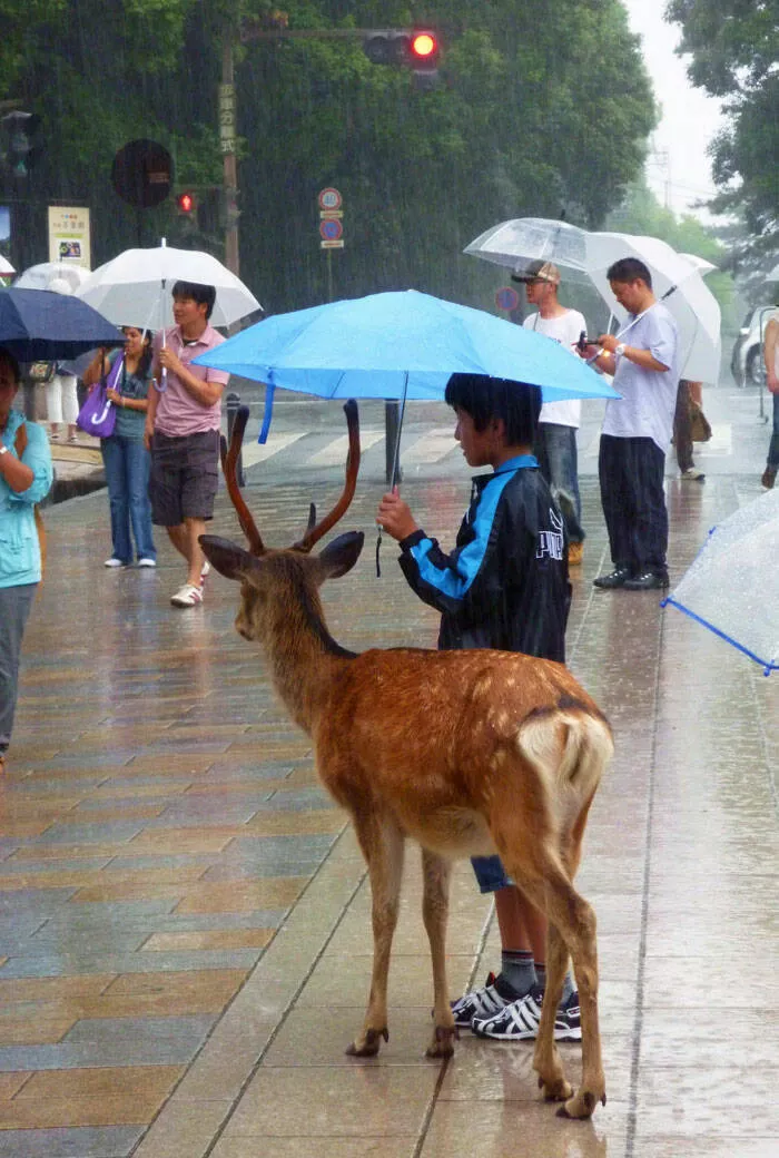 Japan unveiled exploring the uniqueness of a fascinating country - #5 