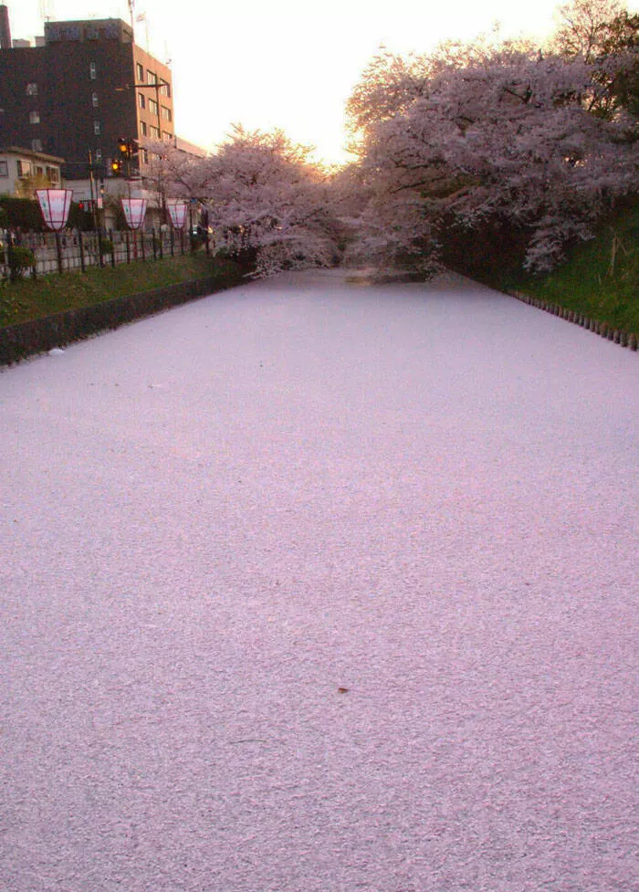 Japan unveiled exploring the uniqueness of a fascinating country - #6 