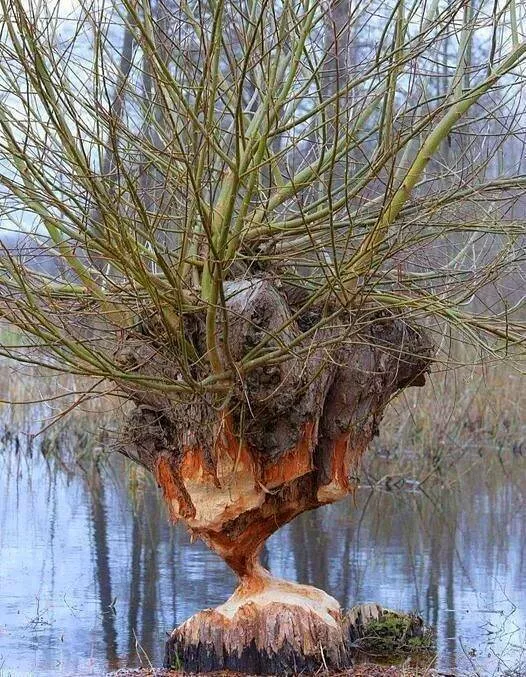 Picdump 808 - #45 