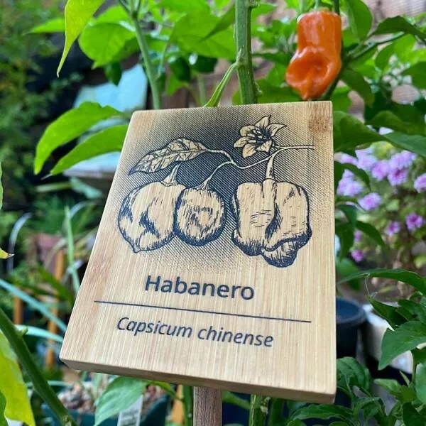 Creations astucieuses devoilons des delices diy qui meritent la vedette - #32 I've Been Making These Signs To Turn My Garden Into A Botanical Garden. Hand Drawn, Laser Engraved