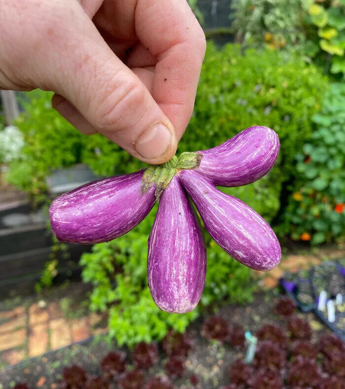 Merveilles florales devoiler levolution unique de la flore fasciee - #1 Aubergine Conte de Fées