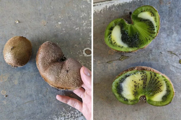 Floral wonders unveiling the unique evolution of fasciated flora - #11 Frankenkiwi - An Unusual Kiwi Mutation