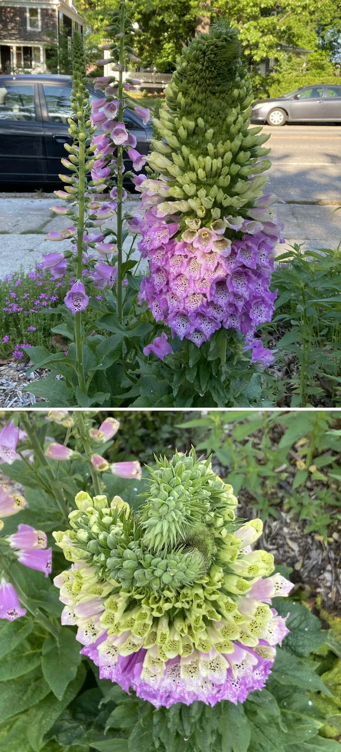 Floral wonders unveiling the unique evolution of fasciated flora - #12 The Mutant Digitalis with an Abundance of Blooms, Making the Top Spin