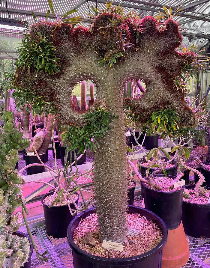 Floral wonders unveiling the unique evolution of fasciated flora - #13 Pachypodium Lamerei at the University of California, Berkeley Botanical Garden