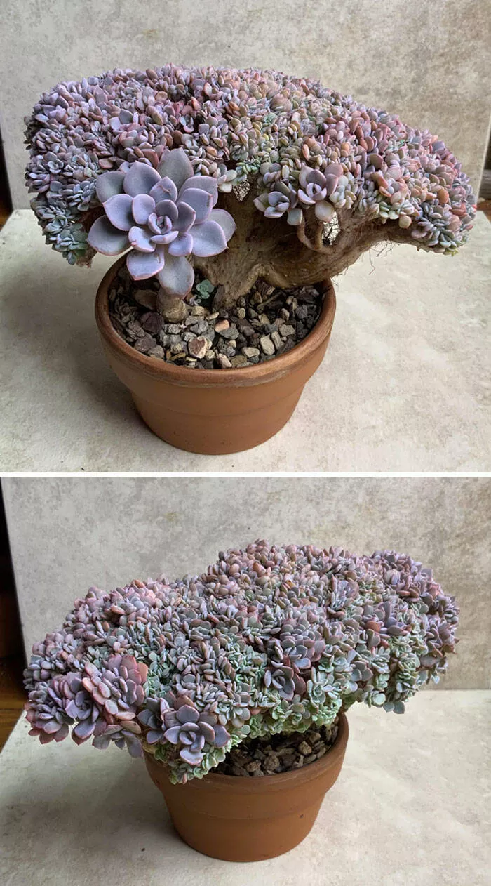 Floral wonders unveiling the unique evolution of fasciated flora - #15 