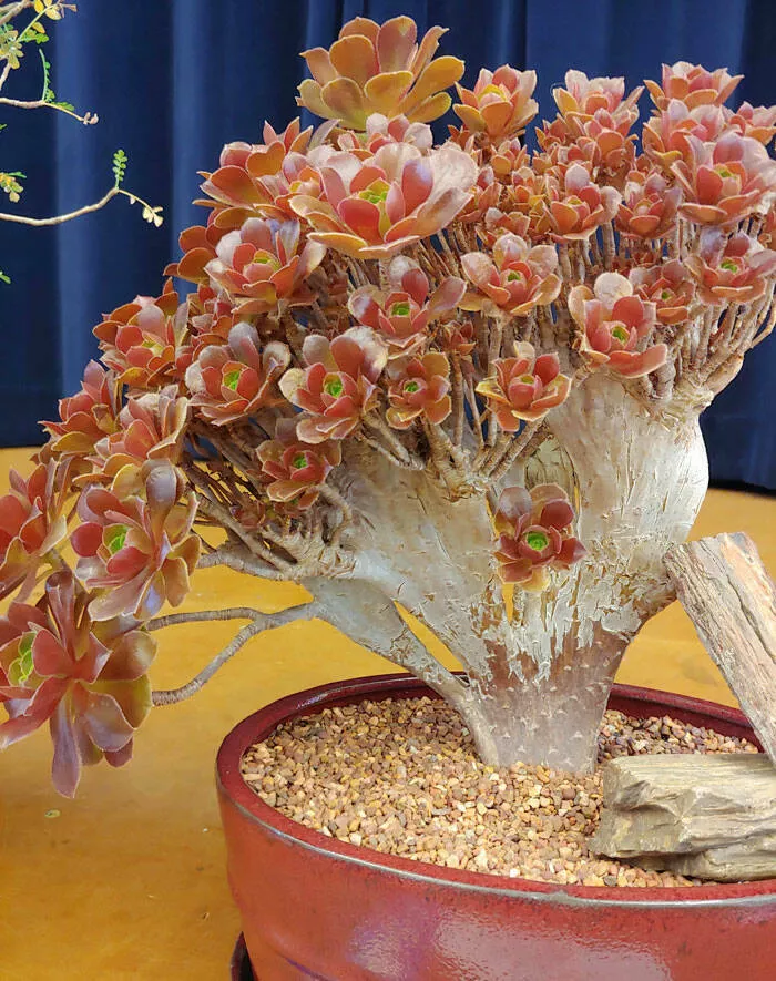 Floral wonders unveiling the unique evolution of fasciated flora - #16 