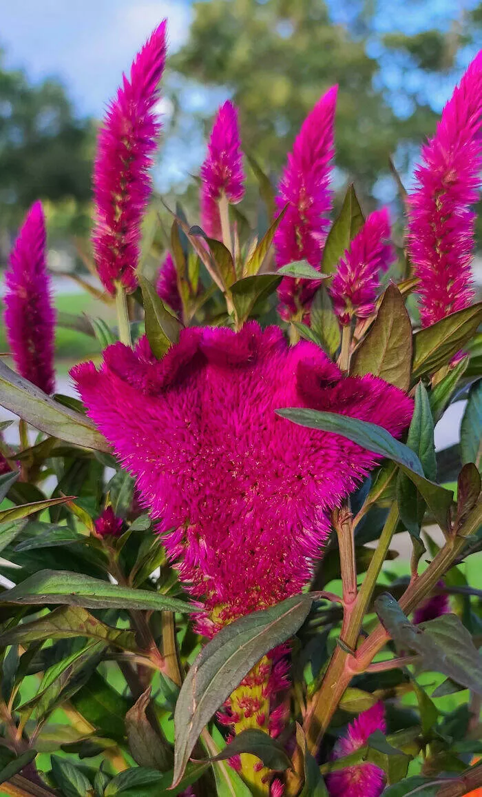 Floral wonders unveiling the unique evolution of fasciated flora - #19 