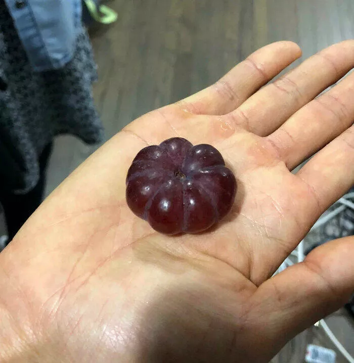 Floral wonders unveiling the unique evolution of fasciated flora - #2 Grumpkin - Grape That Resembles a Pumpkin