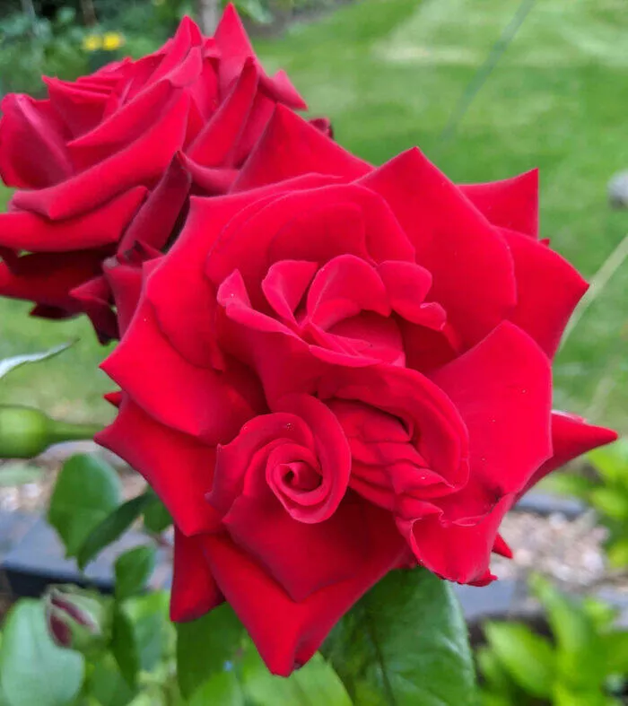 Merveilles florales devoiler levolution unique de la flore fasciee - #20 