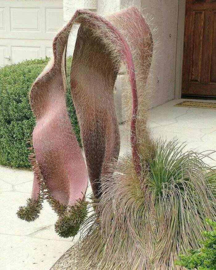 Floral wonders unveiling the unique evolution of fasciated flora - #21 