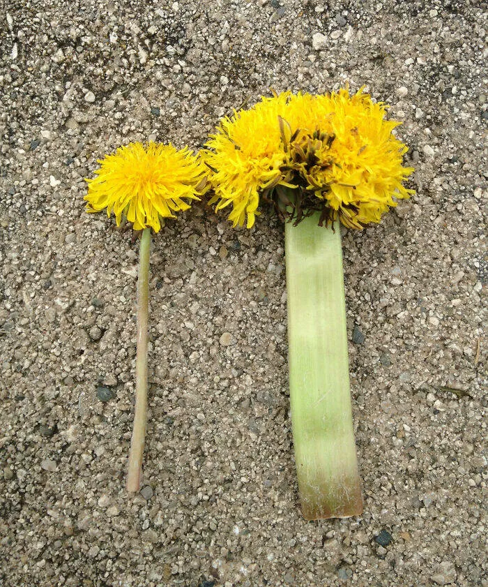 Merveilles florales devoiler levolution unique de la flore fasciee - #23 