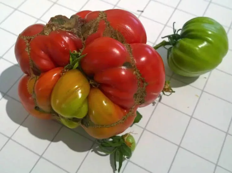 Floral wonders unveiling the unique evolution of fasciated flora - #24 Mes excuses pour la confusion. Voici les titres reformulés :My First Tomato, Something Seems Off