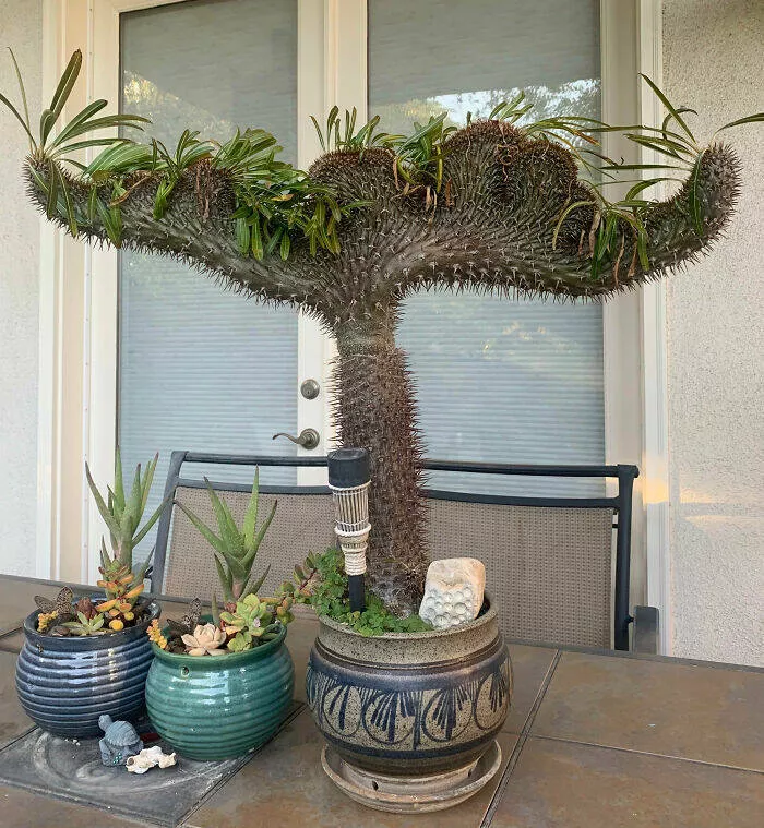 Floral wonders unveiling the unique evolution of fasciated flora - #25 Is My Madagascar Palm Trying to Show Off?