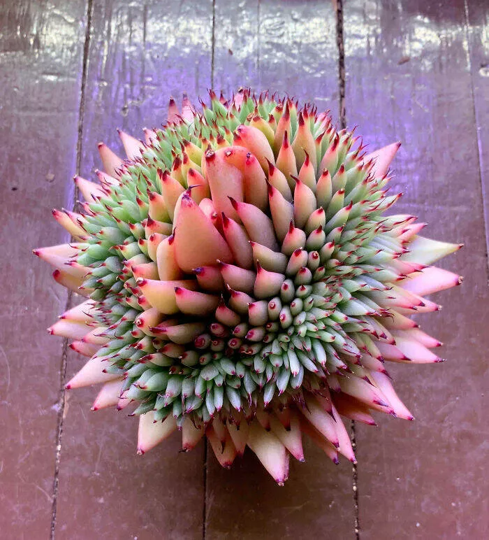 Floral wonders unveiling the unique evolution of fasciated flora - #26 Crested Maria - A Unique Plant Feature