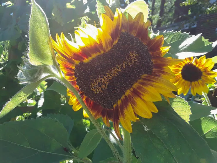 Merveilles florales devoiler levolution unique de la flore fasciee - #27 Mon tournesol mutant est incroyable