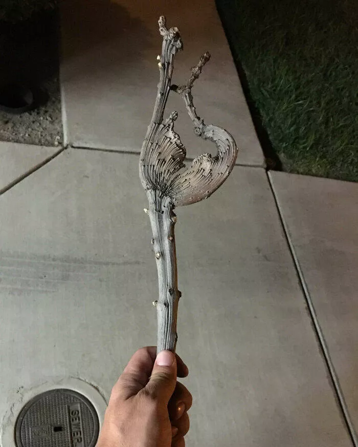 Floral wonders unveiling the unique evolution of fasciated flora - #28 Daughter's Enchantment: Branch Turned Magic Wand